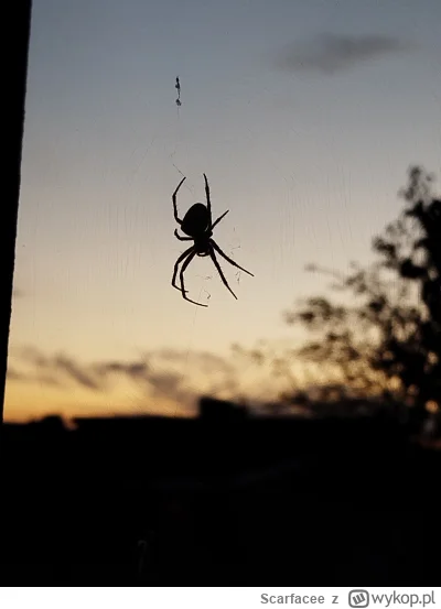 Scarfacee - #przegryw od pół roku przyjaciel chłopa co pilnuje go przed insektami