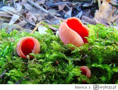 Slavica - Spacerując po wiosennym lesie, pośród połaci pierwiosnków i zawilców gajowy...