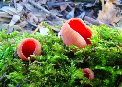 Slavica - Spacerując po wiosennym lesie, pośród połaci pierwiosnków i zawilców gajowy...