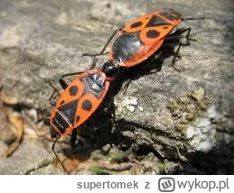 supertomek - Technologia inspirowana naturą