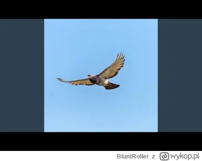 BluntRoller - pierrrrrrdolony majstersztyk
kiełas orkiestra
- Cień z albumu Gołębni...