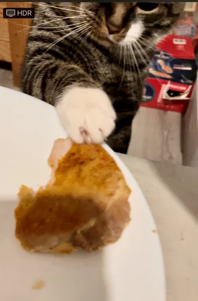 AMBIWALENTNYPSIUR - Kitku oddaj kotletu #pokazkota