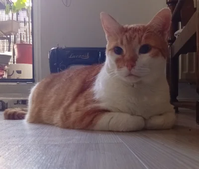 JWP1 - Kot kadłubek ( ͡º ͜ʖ͡º)
#koty
#pokazkota
#heheszki