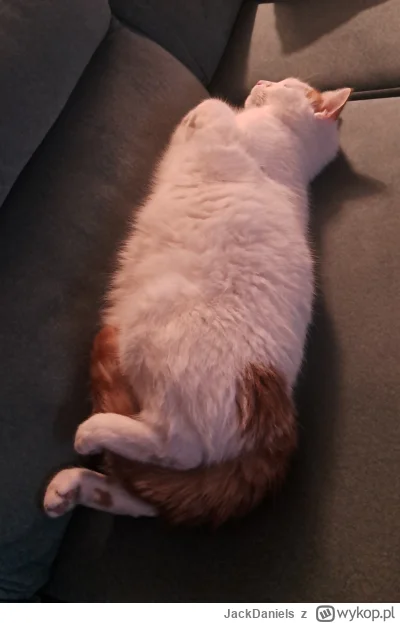 JackDaniels - #koty
Ktoś chce kota? Już złożony i przygotowany do wysyłki ( ͡° ͜ʖ ͡°)