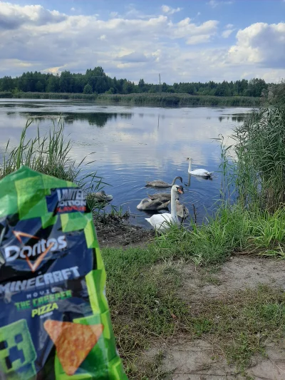 m....._ - Jedzą jak p------e. #labedz #ptaki #doritos