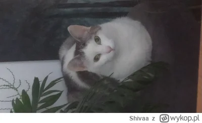 Shivaa - testowy kotek
#smiesznykotek #testynaprodukcji
