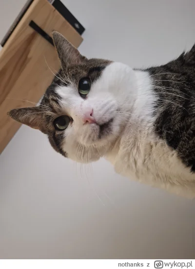 nothanks - @robvan ohoho kogo my tu mamy, kogoś mi przypomina... Pan Kot lat 14 pozdr...