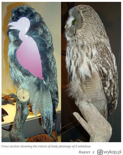Razorr - @rawison: a widziałeś sowę bez piór?