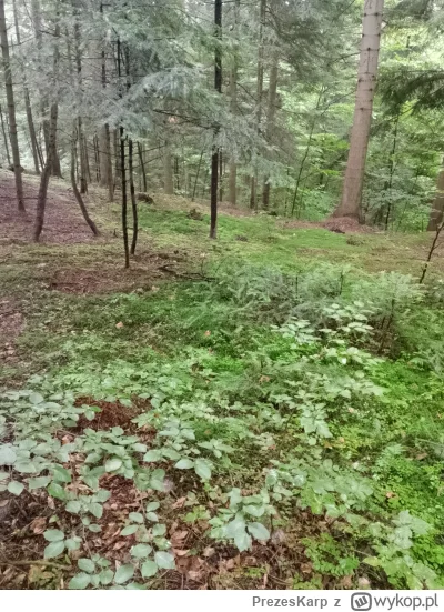 PrezesKarp - W lesie kurła a gdzie? Sezon na  #grzyby 2025 uważam pza otwarty. Darz g...