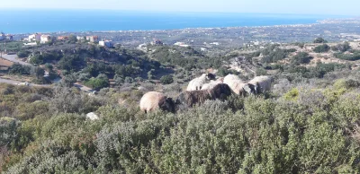 KollA - Kawałeczek pomiędzy piaskowcami nad naszą chatką. #kreta #grecja #owca #geolo...