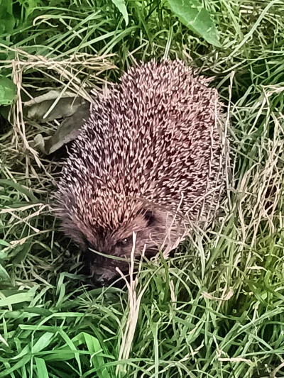 WrzeCiOna - #dzieju41 specjalnie 4u jeż na dobranoc