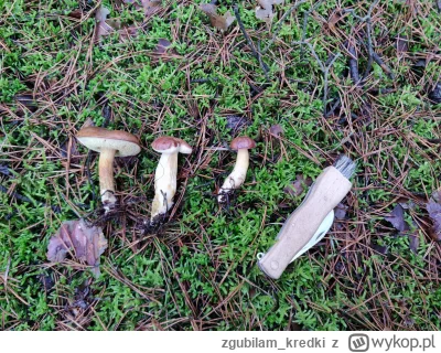 zgubilam_kredki - Czuć w powietrzu, że mój ulubiony las wydaje już ostatnie grzybowe ...