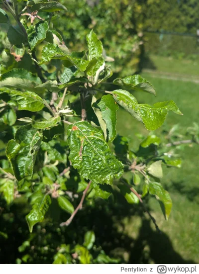 Pentylion - @Pentylion