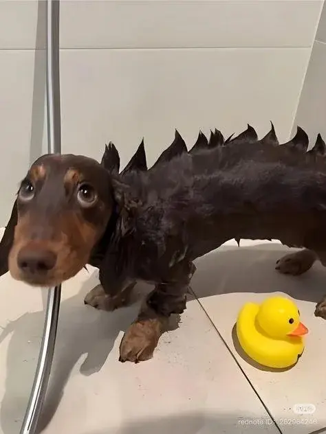 wfyokyga - Stegozaur 
#dinozaury