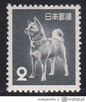 nowyjesttu - Akita- japońska rasa psów z północnej Japonii, wywodzi się ze szpiców- t...