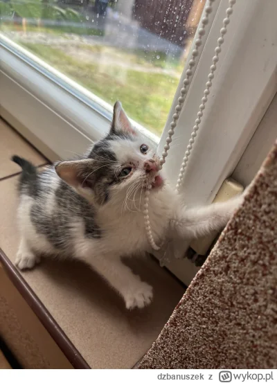 dzbanuszek - @dzbanuszek: a tu musi pobroić, bo się udusi, czyścioch!