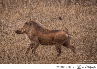 winobranie - O, jest Pumba