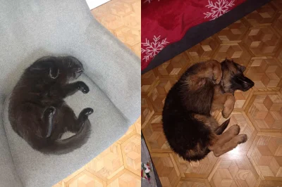 Ka4az - Nie po to wziąłem nowego członka rodziny żeby zachowywał się identycznie jak ...