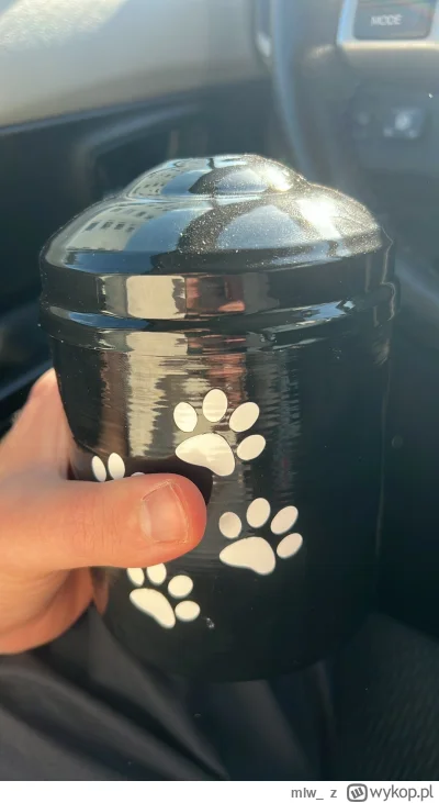 mlw_ - #koty #pokazkota