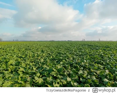 TrzyGwiazdkiNaPagonie - Dzisiaj spotkałem takiego starszego pana lekko przed siedemdz...