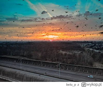 belu_p - Ptaszyska zasłoniły mi zachód słońca.

#dziendobry #wroclaw #dji #djimini2 #...