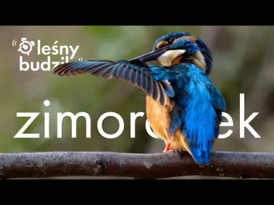 Lifelike - Zimorodek (Alcedo atthis)
Głos
Autor
#photoexplorer #fotografia #ornitolog...