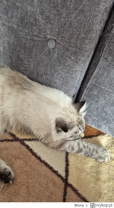 Mishy - Sen o białej europie
#koty