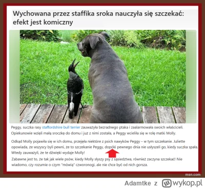 Adamtke - Sroki zdały test lustra czyli mają świadomość.
Tak inteligentne są jeszcze ...