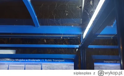siplasplas - Przystanek mpk w Krakowie. Na zdjęciu widać 5 pająków, a na calym przyst...