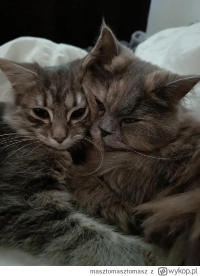 masztomasztomasz - To moje kotki Szkotka i Kluska #pokazkota