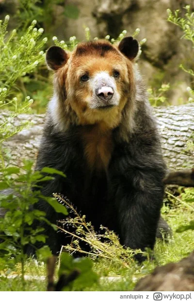 annlupin - wgl to se jestem tylko śpie nom