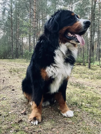 maybe - U mnie ogromny wysyp maślaków i koźlarzy, ale podgrzybka czy prawdziwka ani j...