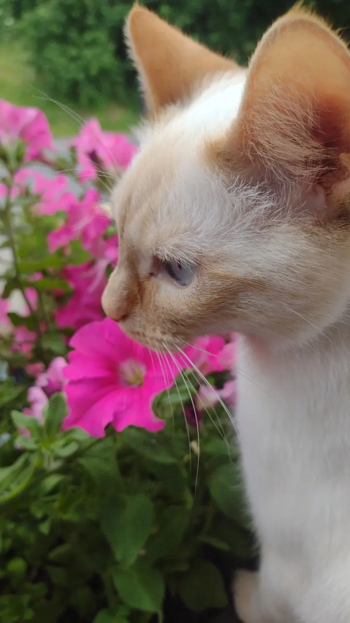 sonig - moja księżniczka 

#koty #pokazkota