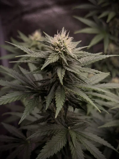 asdfghjkl - @thelasttomatointhe_world: ( ͡° ͜ʖ ͡°)