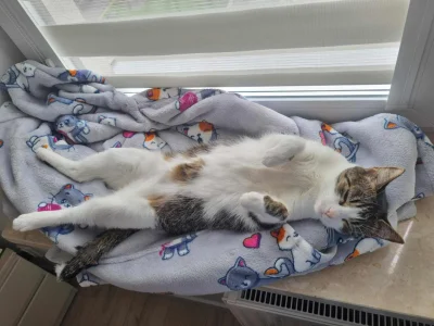 b0dyload - Frania zmęczona po całym dniu ganiania :D
#koty #pokazkota