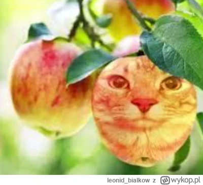 leonid_bialkow - @walicwasss: a my zazdrośni