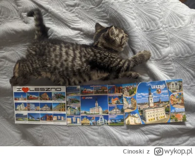 Cinoski - Śpiące kitku z pocztówkami dla skali 
#koty #pokazkota