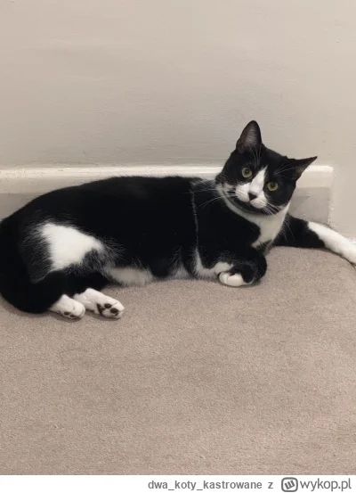 dwakotykastrowane - @humun ej ale to mój kot jest o.0