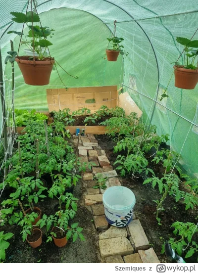 Szemiques - Przyrost z ostatnich dwóch tygodni (⌐ ͡■ ͜ʖ ͡■)
Zdjęcie sprzed dwóch tygo...