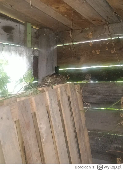 Dorciqch - #ogrodnictwo z nowości na działce, to właśnie odkryłam, że kos albo drozd ...