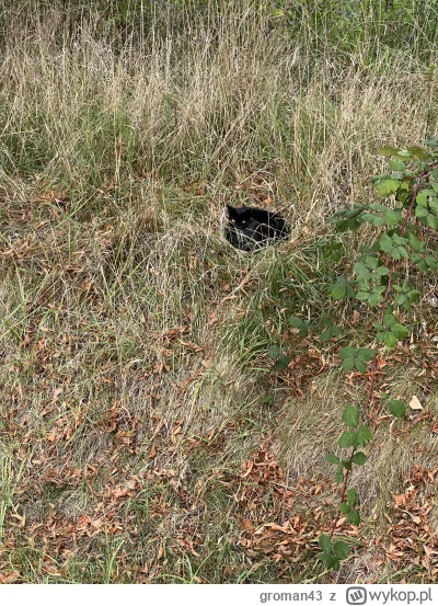 groman43 - Niestety przez przypadek obudziłem

#koty #kitku #koteczkizprzypadku