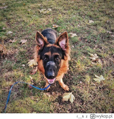 r__k - Hej, ruszył nabór na wolontariat we wrocławskim schronisku! Może ktoś chciałby...