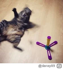 daray89 - #codziennykotopetany #dziwnekotki