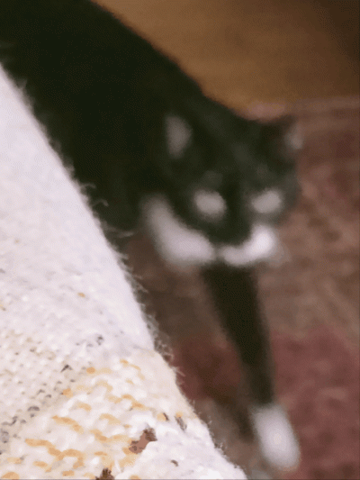 NiebedzieNietzschego - #dziwnekotki