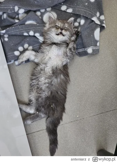 anteniarz - Czterotygodniowy #mainecoon podczas sjesty. #koty