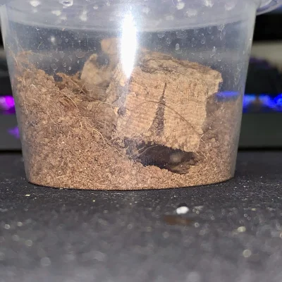 Konon_owicz - muj pajonk wykopal se piwnice
#przegryw