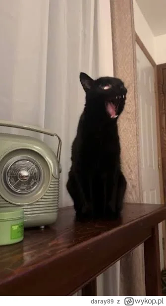 daray89 - #codziennykotopetany #dziwnekotki