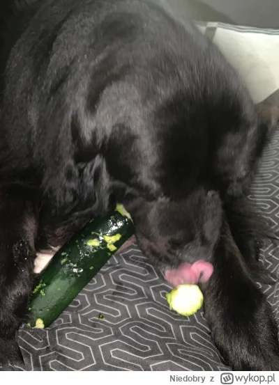 Niedobry - @Mega_Smieszek: (｡◕‿‿◕｡) Moj pies: XD