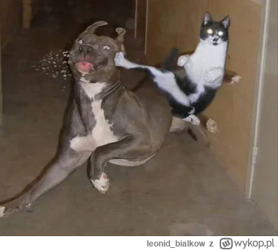 leonid_bialkow - DŻUDO HONOR 7