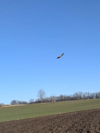 s.....n - Tego jesZcze nie miałem żeby myszolowa telefonem sfotografować XXDDD